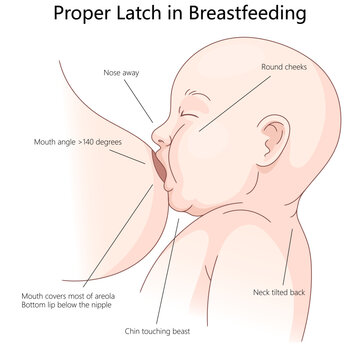 correct breastfeeding latch technique for optimal baby feeding, key positioning and alignment details diagram hand drawn schematic vector illustration. Medical science educational illustration