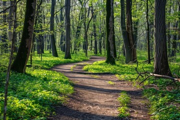 Fototapeta premium Spring forest outdoors woodland nature.