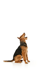 Playful Airedale Terrier sits on its hind legs, mouth open wide. Its ears perked up, and its eyes full of excitement against white studio background. Concept of animal life, grooming and vet services
