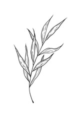 Vector illustration twig with leaves. Hand drawn picture isolated on white background, single element. Botanical linear drawing, doodle style.