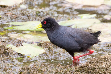 Black Crake (Zapornia flavirostra) in wetland habitat wading amongst lily pads, Limpopo, South Africa
