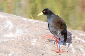 Black Crake (Zapornia flavirostra) in wetland habitat, Limpopo, South Africa