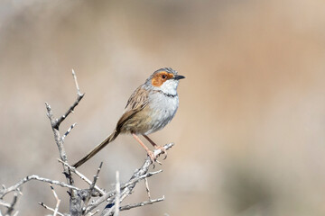 Rufous-eared Warbler (Malcorus pectoralis) perched on bush in Karoo scrub habitat near Beaufort West, South Africa