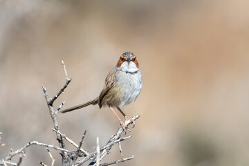 Rufous-eared Warbler (Malcorus pectoralis) near Fort Beaufort, Karoo, Western Cape, South Africa