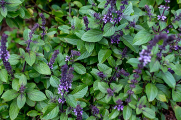 Texture background of leaves and flowers of Purple Basil (Ocimun basilicum)