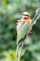 White-fronted Bee-eater (Merops bullockoides) in broad-leaved woodland habitat, Limpopo, South Africa