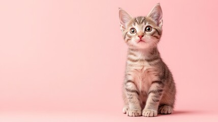 Obraz premium A cute kitten sitting calmly against a soft pink background, creating a playful and heartwarming image perfect for pet lovers.