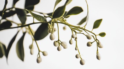 Delicate Mistletoe Branch with White Berries