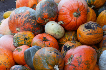 A close up image of a pile of pumpkins with chrysanthemums . The pumpkins are mostly orange, with a...
