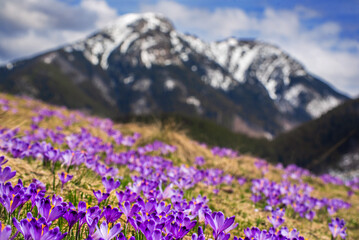 Dolina Chocholowska with blossoming purple crocuses or saffron flowers,Tatra mountains, Poland. © Roxana