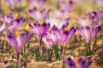 Spring crocus flowers, Easter background