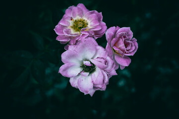 A close up of three pink roses in bloom