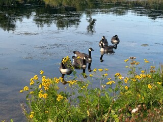 ducks moving in a flock within a goal