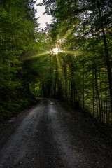 forest, road, path, nature, trees, tree, woods, landscape, green, autumn, park, spring, wood, trail