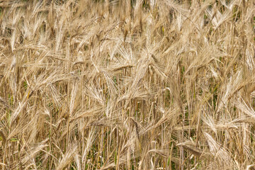 Field of ripe rye. Spikelets of rye.