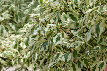 White and green foliage on a tree. Plant background. Close-up.