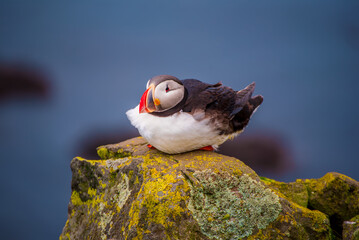 Single atlantic puffin in Iceland, animal outdoor background © Roxana