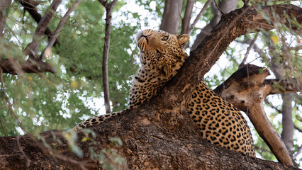 a male leopard in a big mashatu tree