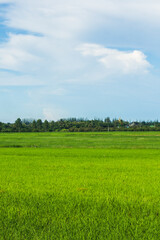 rice field Thai agriculture asia style