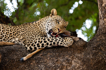 a young male leopard feeding on an impala carcass close-up