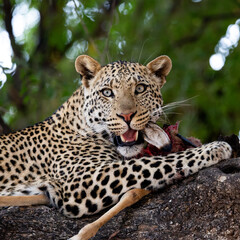 a young male leopard feeding on an impala carcass close-up