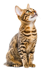 Joyful Ocicat Sitting on Isolated White Background