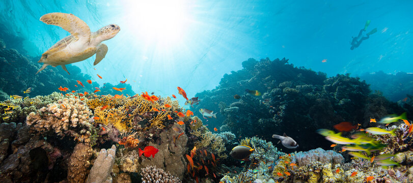 Underwater Tropical Corals Reef with Colorful Sea Fish . Marine Life Sea World . Tropical Colourful Underwater Seascape