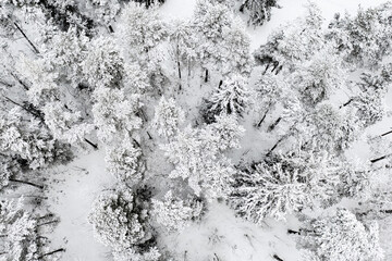Forest in Estonia, covered with snow, aerial view. Winter seasonal landscape