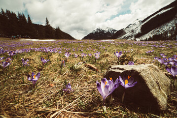 Dolina Chocholowska with blossoming purple crocuses or saffron flowers,Tatra mountains, Poland. © Roxana