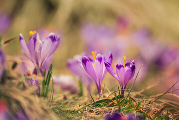 Fototapeta premium Spring crocus flowers, Easter background
