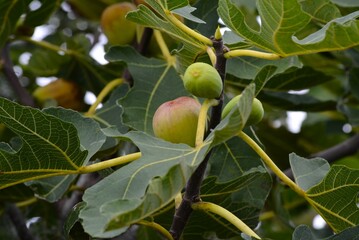 南蛮柿　イチジク（無花果）