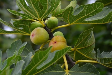 南蛮柿　イチジク（無花果）