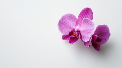 Obraz premium A tropical orchid with bright purple petals, floating against a minimalist white backdrop