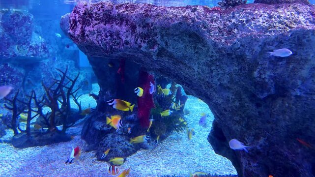 Colorful fish swim near coral and rocks in an underwater scene at Busan Aquarium