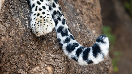 a close-up of a leopard tail