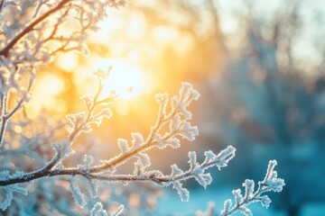 Fototapeta premium Frosty tree branches glowing in warm sunlight during winter sunrise