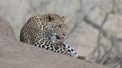 a male leopard eye level next to a termite mound
