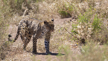 a female leopard in the wild