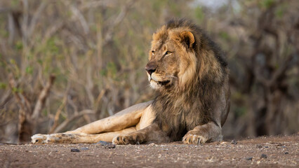 a mature male lion at sunrise