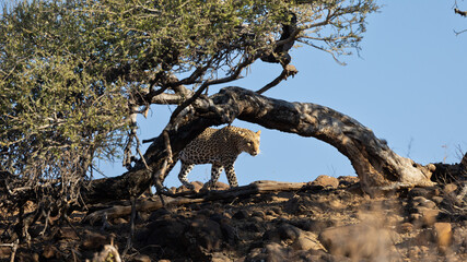 a young male leopard on the move