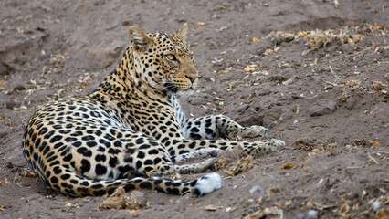 a leopard on a dry riverbank