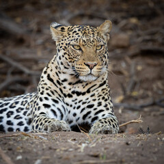 a leopard on a dry riverbank