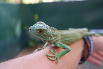 A Belizean iguana rests on a volunteer's arm at the Belize Iguana Conservation Project during a sunny afternoon in the rainforest