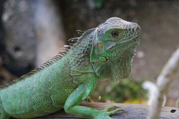 Green iguana at the Belize Iguana Conservation Project observing its surroundings in a natural...