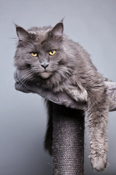 Grijs blauwe poes liggend op haar paal. De Maine Coon is een van de grootste oorspronkelijke gedomesticeerde kattenrassen