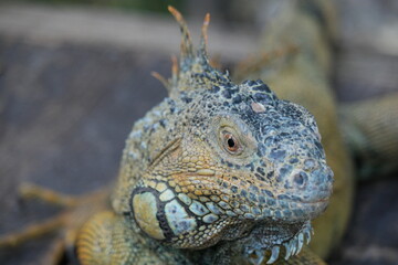 Iguana resting at the Belize Iguana Conservation Project during a warm day in Belize's tropical habitat