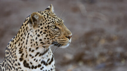 a portrait of a leopardess