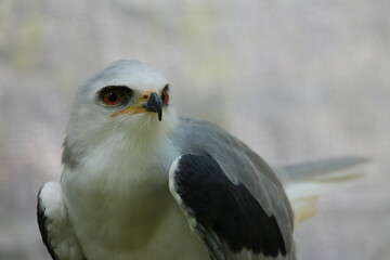 Discovering the beauty of the White Tailed Kite in Belize's rich wildlife during a serene afternoon