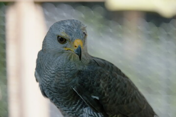 Belize BRC Grey Hawk perched in its natural habitat showcasing natural beauty and alert demeanor in Belize