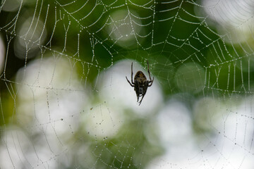 A spider weaving its delicate web amidst the lush greenery of Cahal Pech in Belize during a serene daytime moment